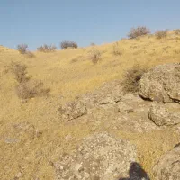 سه عدد گوسفند بره دارم