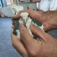 کبوترنرمست ماده دوست خوراک جلدشدنوغریبگیری|پرنده|تهران, خانی‌آباد|دیوار