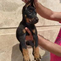 توله دوبرمن اروپایی نر و ماده (فی۳۵م)|سگ|تهران, جنتآباد مرکزی|دیوار