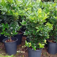 یاس هلندی قیچی خورده سطل 12|خدمات باغبانی و درختکاری|رامسر, |دیوار