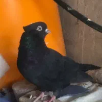 زاغ ماده مست مست