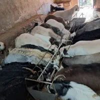 بره نر|حیوانات مزرعه|تفت, |دیوار