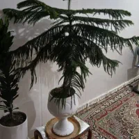 گل کاج زیباو سرحال|گل و گیاه طبیعی|سبزوار, مدرس|دیوار