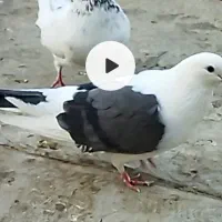 کبوتر پشتار ماده|پرنده|فردیس, شهرک ۱۱۰|دیوار