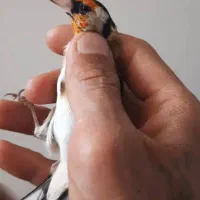 سهره گلبسر|پرنده|شیراز, مسلم|دیوار