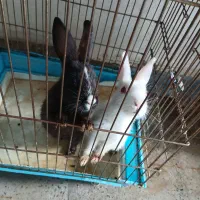 دوتاخرگوش دوماهه،سلامت