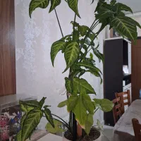 گل سبز و زیبا