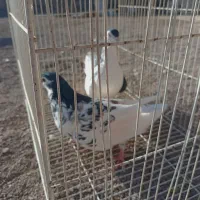 کفتر عالی فقط به شرت تخم جوجه