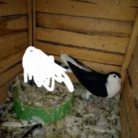 نرشیرازی سیاه