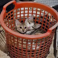 واگذاری دو گربه‌ی DSH