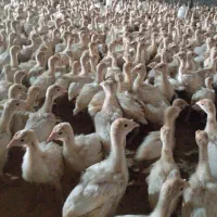 گوشت بوقلمون زیر قیمت 330