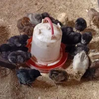 فروش ۵۰ عدد جوجه عربی|حیوانات مزرعه|رامشیر, |دیوار