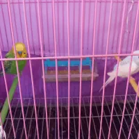 مرغ عشق زیبا|پرنده|رشت, نیروی دریایی|دیوار