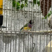 فنچ گلدین|پرنده|اسلام‌شهر, شهرک مفیدی|دیوار