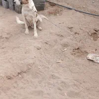 سگ گله|سگ|ماهان, |دیوار