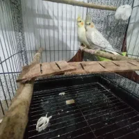 عروس هلندی|پرنده|خواف, |دیوار