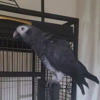 کاسکو دم شرابی دستی و سخنگو