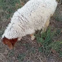 بره نر سبک