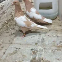 کفتر|پرنده|نیمروز, |دیوار