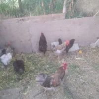 ۴خروس محلی