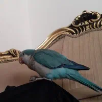 طوطی راهب سخنگو|پرنده|کرمانشاه, |دیوار