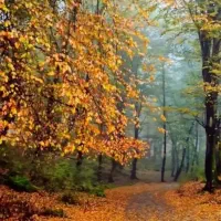 همسفر کو وپیاده روی توطبیعت