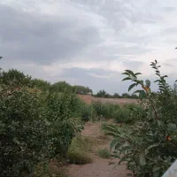 باغ نقلی با بهترین موقعیت و سند