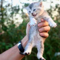 بچه گربه بریتیش ماده|گربه|رشت, منظریه|دیوار