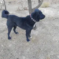 سگ قدریجونی همه چی تمام درشت|سگ|ساروق, |دیوار