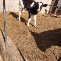 گاو شیری به همراه گوساله|حیوانات مزرعه|زاویه, |دیوار