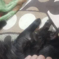 گربه اسکاتیش