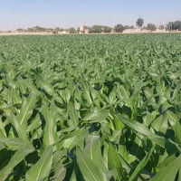 ذرت‌علوفه‌|عمده‌فروشی|گلبهار, نوبهار|دیوار