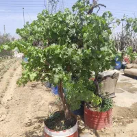 انگور قوی و میوه بزرگ بن بالا همه نوع موجود است|گل و گیاه طبیعی|تهران, شهرک نظامی|دیوار