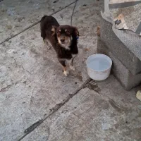 یک جفت سگ پاکوتاه پشمالو(اشپیتز)مولد