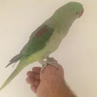 شاه طوطی