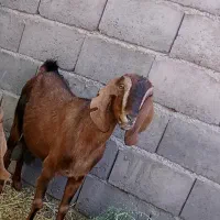 بز دورگ آلپاین|حیوانات مزرعه|بجستان, |دیوار