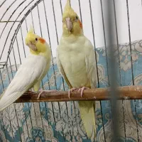 عروس هلندی سخنگو و دستی|پرنده|نسیمشهر, |دیوار