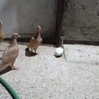 جوجه زرد کرمونی|پرنده|مشهد, شهید قربانی|دیوار