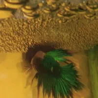 ماهی فایتر جفت شده|ماهی|قرچک, شهرک الحدید|دیوار