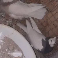 طوقی کاکل پاک پاک نر سیاه ماده دو رنگ