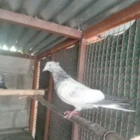 ماده کله سبز کلاهی