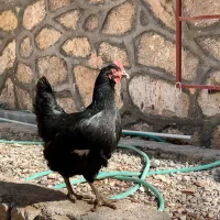 مرغ تخمگذار سیاه و خروس سیاه