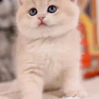 گربه اسکاتیش کاراملی مینی لوپ