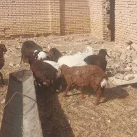 بره سبک وزن آماده پروار|حیوانات مزرعه|قاسم‌آباد (خواف), |دیوار