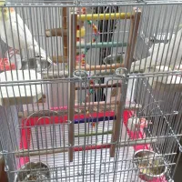 عروس هلندی لوتینو