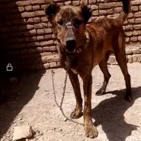واگزاری توله نر