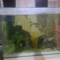 اکواریوم|ماهی|بروجرد, |دیوار