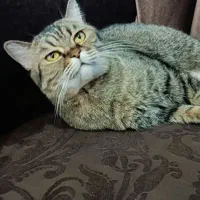 گربه واگذاری تربیت شده