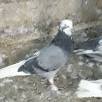 کبوتر پرشی  ( گرفتنی )