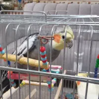 عروس هلندی نرماده رام|پرنده|سنقر, |دیوار